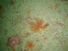 Thyone aurea