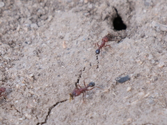Amoimyrmex