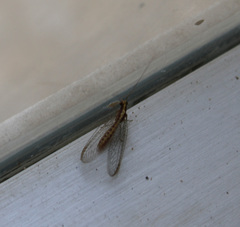 Pseudomallada venosus