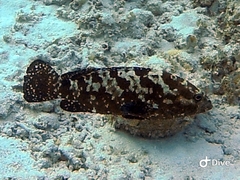 Epinephelus polyphekadion