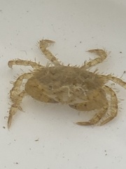 Lophopanopeus bellus