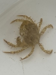 Lophopanopeus bellus