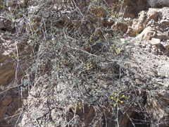 Eremocharis fruticosa