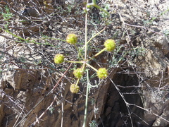 Eremocharis fruticosa
