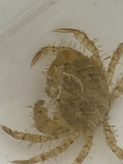 Lophopanopeus bellus