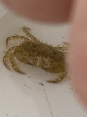 Lophopanopeus bellus