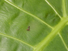 Teleopsis quadriguttata