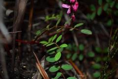 Indigofera brendae