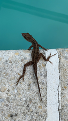 Anolis sagrei