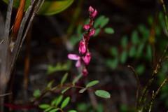 Indigofera brendae