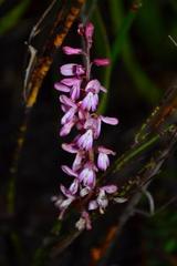 Indigofera brendae