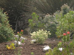 Phylica pubescens pubescens