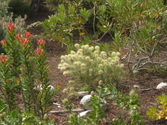 Phylica pubescens pubescens