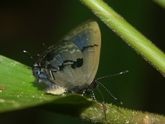 Calycopis centoripa