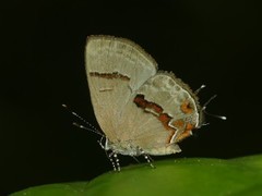 Calycopis centoripa