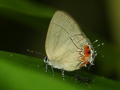 Calycopis cerata