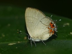 Calycopis pisis