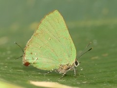 Cyanophrys amyntor