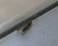 Pseudomallada venosus