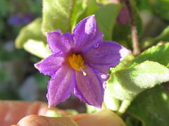 Solanum tomentosum tomentosum