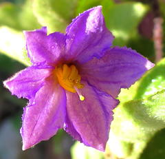 Solanum tomentosum tomentosum