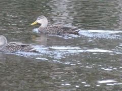 Anas platyrhynchos × fulvigula