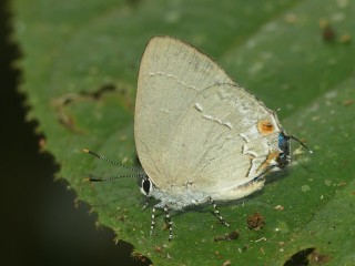 Ostrinotes tympania