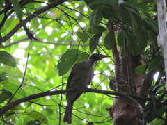 Philemon buceroides