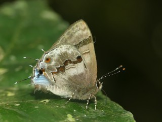 Rubroserrata ecbatana