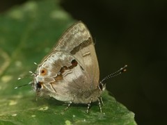 Rubroserrata ecbatana