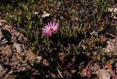 Cephalophyllum rostellum