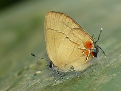 Calycopis atnius