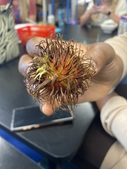 Nephelium