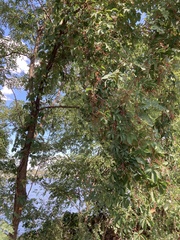 Parthenocissus