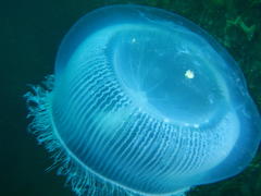 Aequorea forskalea