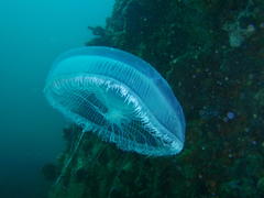 Aequorea forskalea