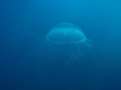 Aequorea forskalea
