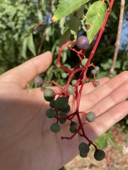 Parthenocissus