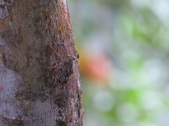 Henicopsaltria rufivelum