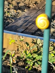 Cepaea