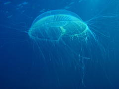 Aequorea forskalea
