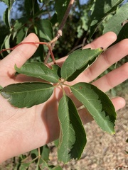 Parthenocissus