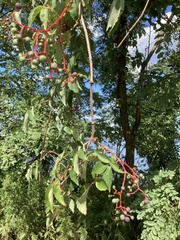 Parthenocissus