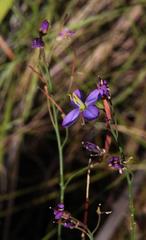 Heliophila linearis linearifolia