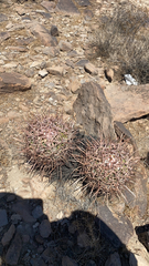 Homalocephala polycephala