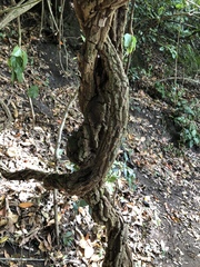 Convolvulus canariensis