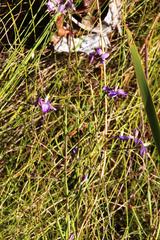 Heliophila linearis linearifolia