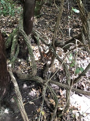 Convolvulus canariensis