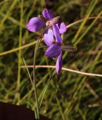 Heliophila linearis linearifolia