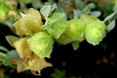 Atriplex lindleyi inflata